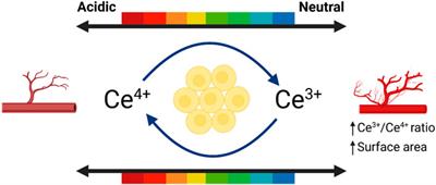 Cerium oxide nanoparticles in wound care: a review of mechanisms and therapeutic applications